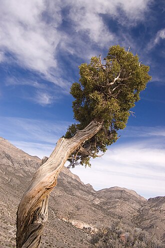 Juniper — botanical reference