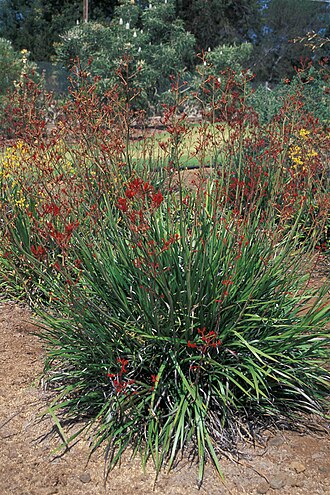 Kangaroo Paw — botanical reference