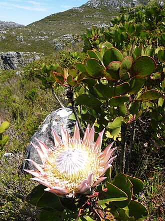 King Protea — botanical reference