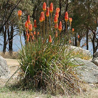 Kniphofia — botanical reference