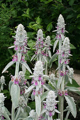 Lamb's Ear — botanical reference