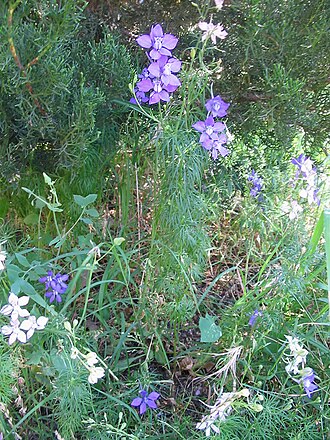 Larkspur — botanical reference