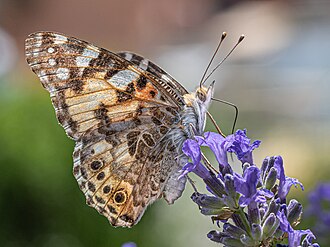 Lavender — botanical reference