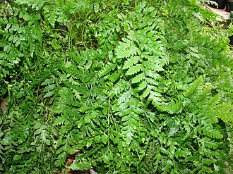 Leatherleaf Fern — botanical reference
