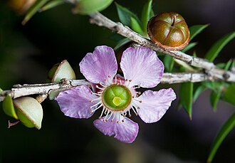 Leptospermum — botanical reference