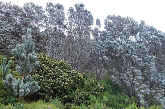 Leucadendron — botanical reference