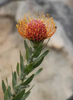 Silky-Haired Pincushion — botanical reference