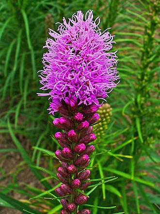 Liatris — botanical reference