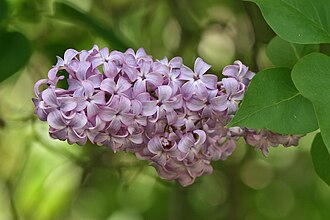Lilac — botanical reference
