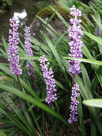 Lily Grass — botanical reference