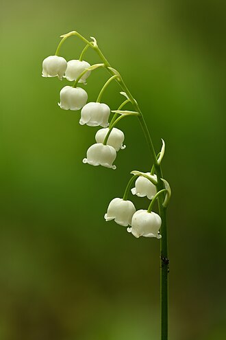 Lily of the Valley — botanical reference