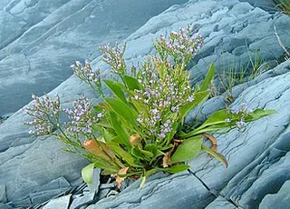 Carolina Sea Lavender — botanical reference