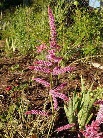 Limonium Suworowii — botanical reference