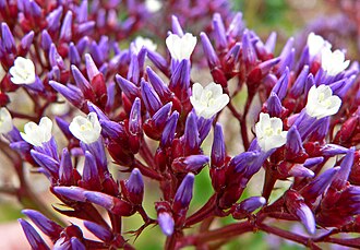 Limonium — botanical reference