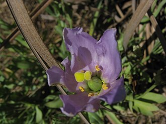 Lisianthus — botanical reference