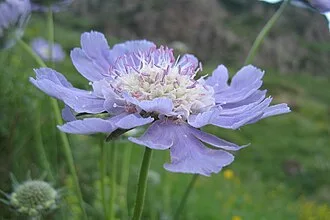 Caucasian Pincushion Flower — botanical reference