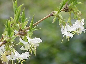 Winter Honeysuckle — botanical reference