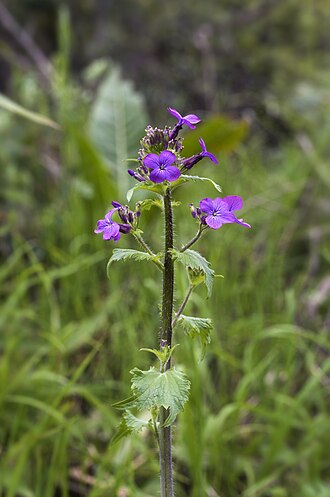 Lunaria — botanical reference