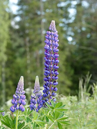 Lupine — botanical reference