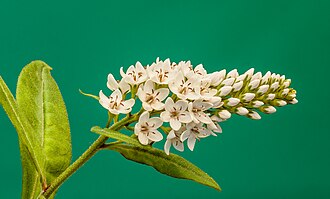 Lysimachia — botanical reference