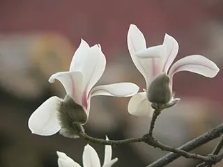Yulan Magnolia — botanical reference