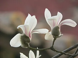 Yulan Magnolia — botanical reference
