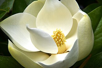 Magnolia — botanical reference