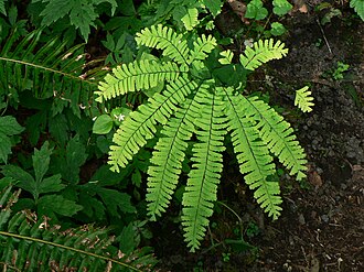Maidenhair Fern — botanical reference