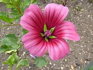 Malope — botanical reference