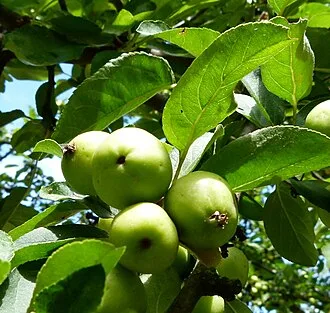 Siebold Crabapple — botanical reference