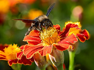 Marigold — botanical reference