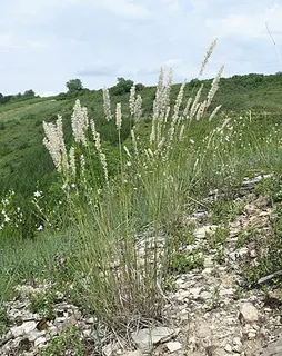 Silky-Spike Melic — botanical reference