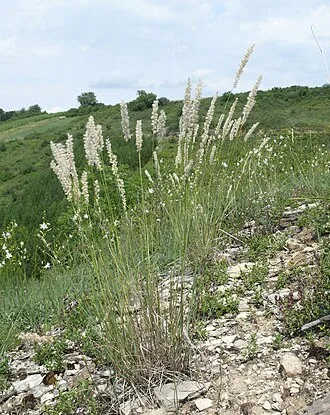 Silky-Spike Melic — botanical reference