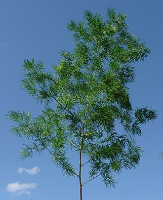 Ming Fern — botanical reference