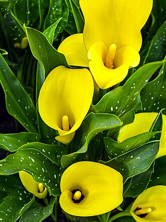Mini Calla Lily — botanical reference