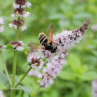 Mint — botanical reference
