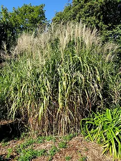Giant Miscanthus — botanical reference