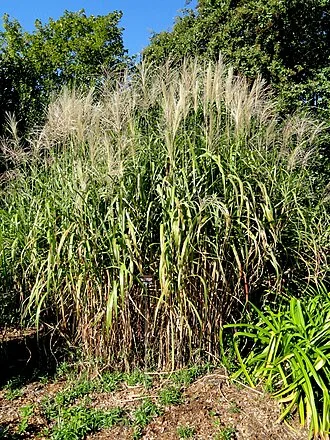Giant Miscanthus — botanical reference