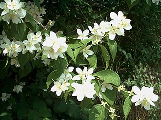Mock Orange — botanical reference