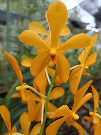 Mokara Orchid — botanical reference