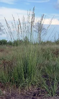 Purple Moor Grass — botanical reference