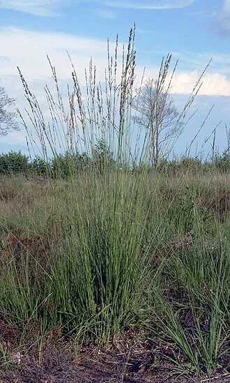 Purple Moor Grass — botanical reference