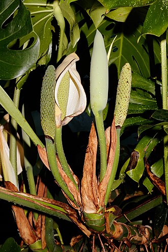 Monstera — botanical reference