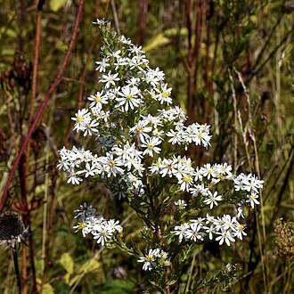 Monte Casino Aster — botanical reference