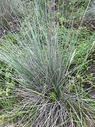 Lindheimer's Muhly — botanical reference