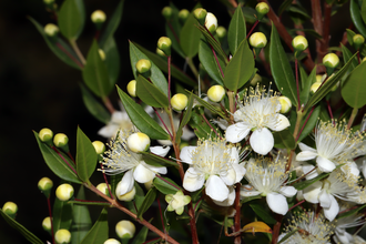 Myrtle — botanical reference