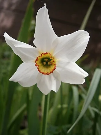 Poet's Narcissus — botanical reference
