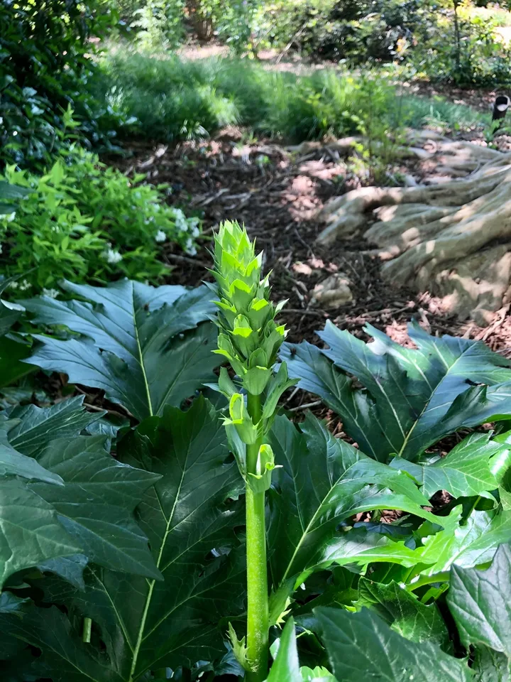 Flower and Stem