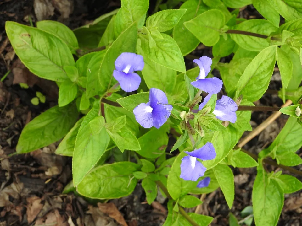 Otacanthus azureus flowers