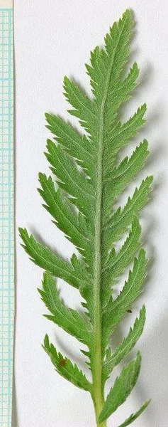 Achillea filipendulina
